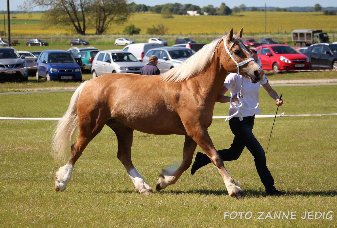 Welsh Cob (sec D) Rosalinde - Rosa til Roskilde dyreskue 2015 billede 39