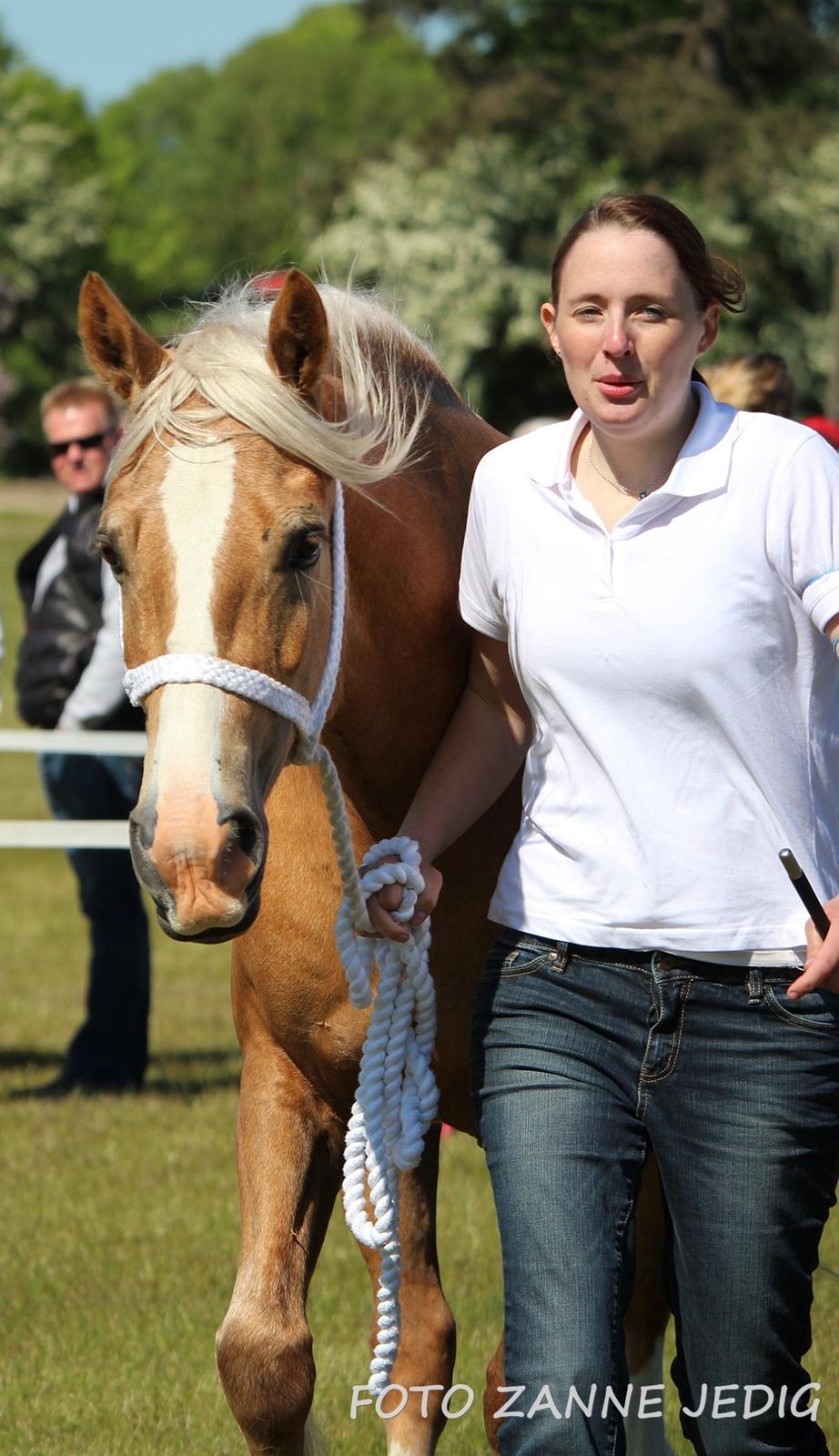 Welsh Cob (sec D) Rosalinde - Rosa til Roskilde dyreskue 2015 billede 42