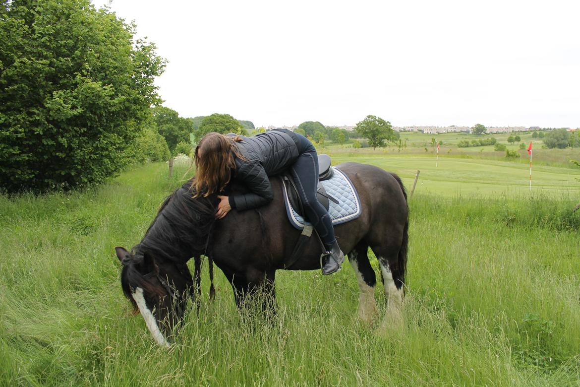 Irish Cob Lady Giga Of Ireland  billede 13