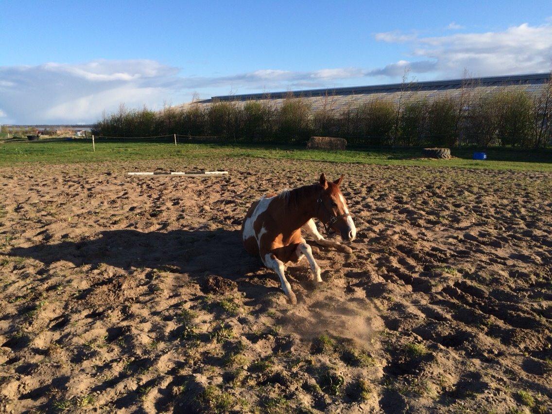 Paint Thumbs up for Obi billede 8