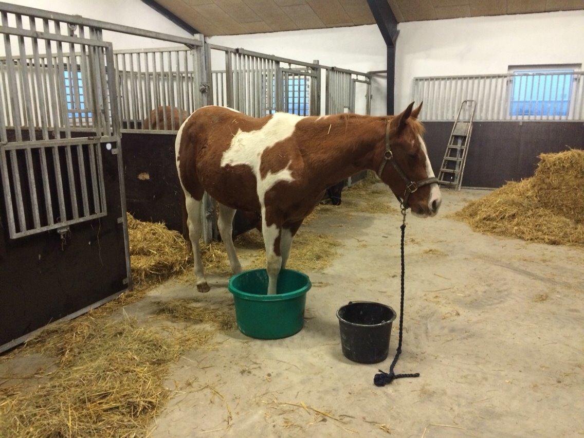 Paint Thumbs up for Obi billede 9