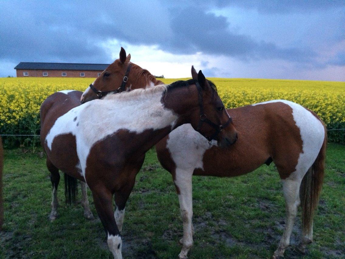 Paint Thumbs up for Obi billede 10