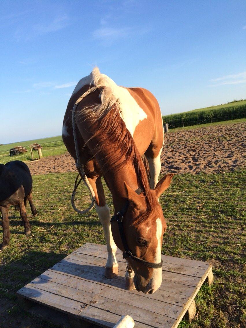 Paint Thumbs up for Obi billede 11