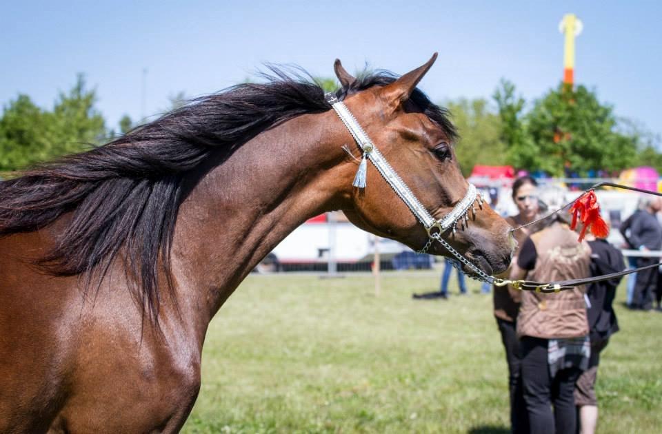 Arabisk fuldblod (OX) HH Eleganzia billede 1