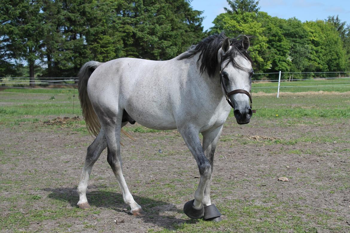 Arabisk fuldblod (OX) Wermont billede 1