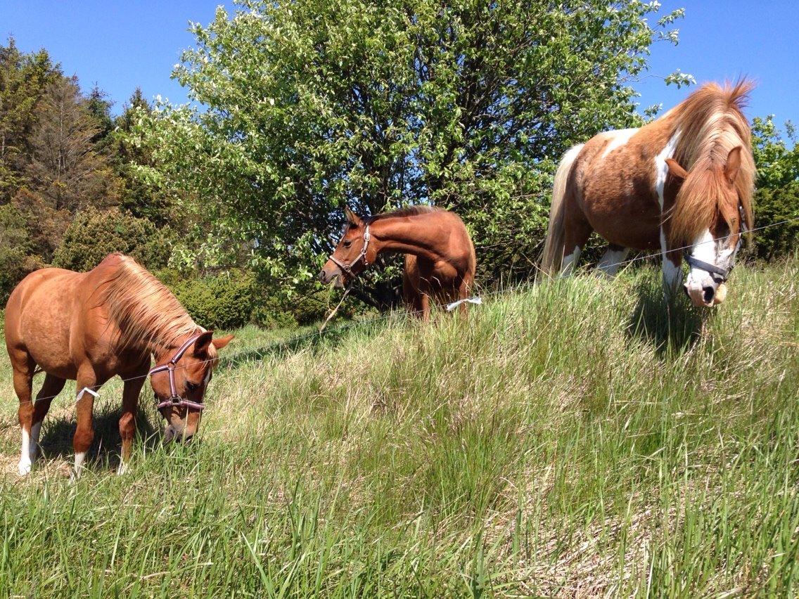 Anden særlig race Tito billede 20