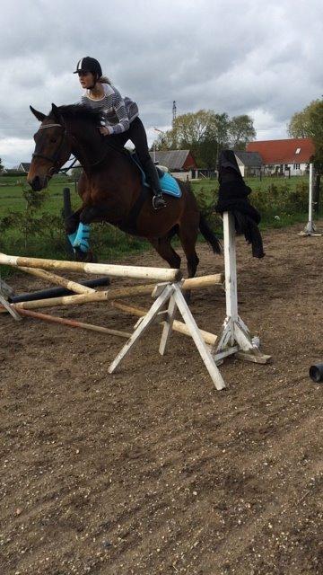 Oldenborg Tabasco (tidl part) billede 14