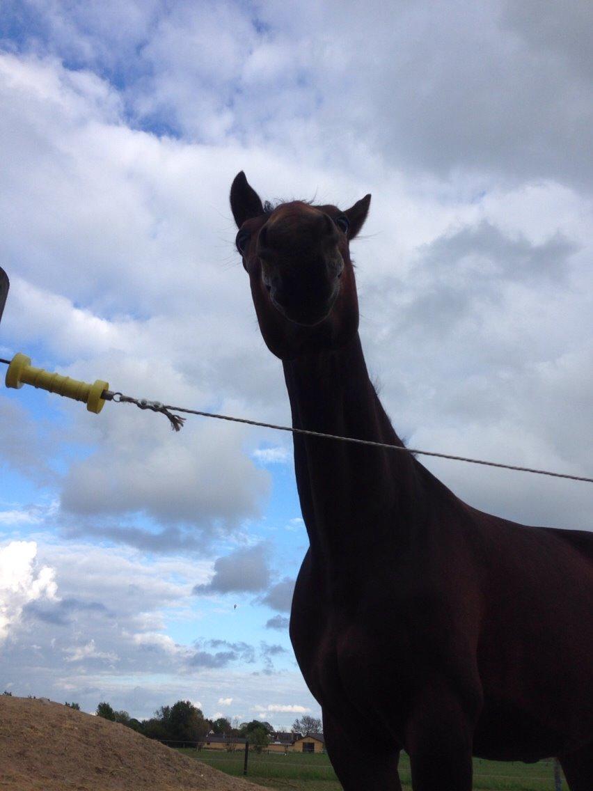 Oldenborg Tabasco (tidl part) billede 15