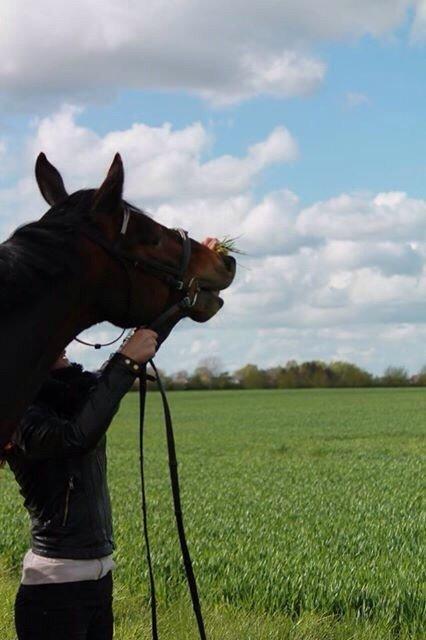 Oldenborg Tabasco (tidl part) billede 19