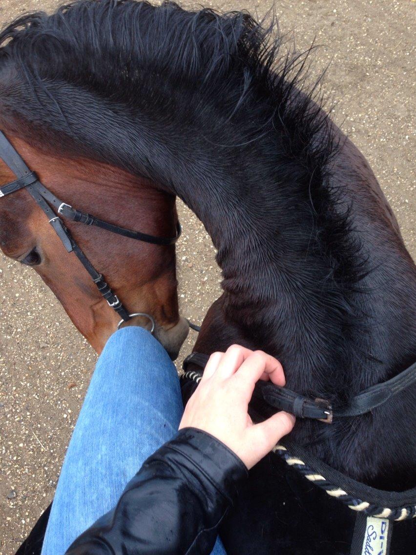 Oldenborg Tabasco (tidl part) billede 16