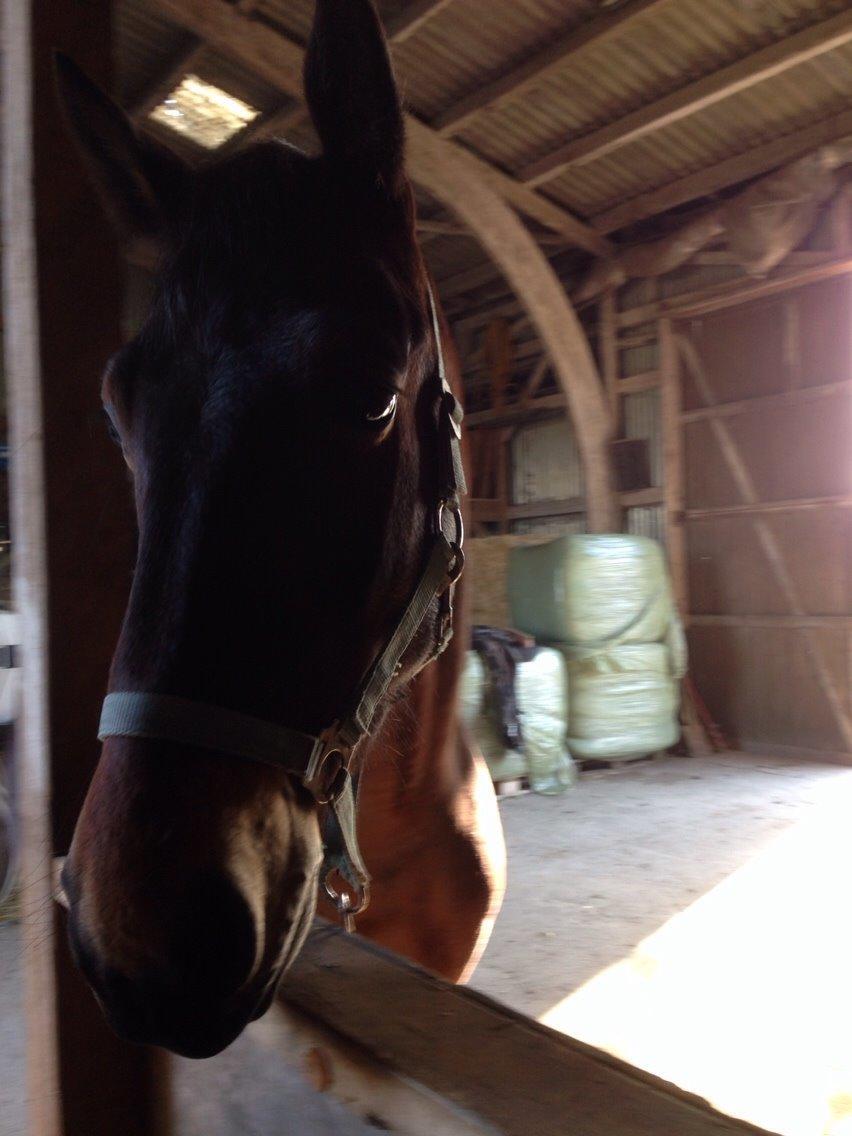 Oldenborg Tabasco (tidl part) billede 20