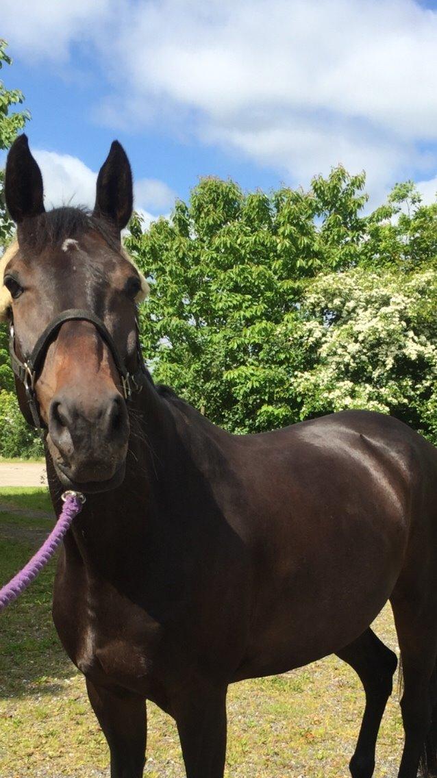 Holstener Chester billede 13