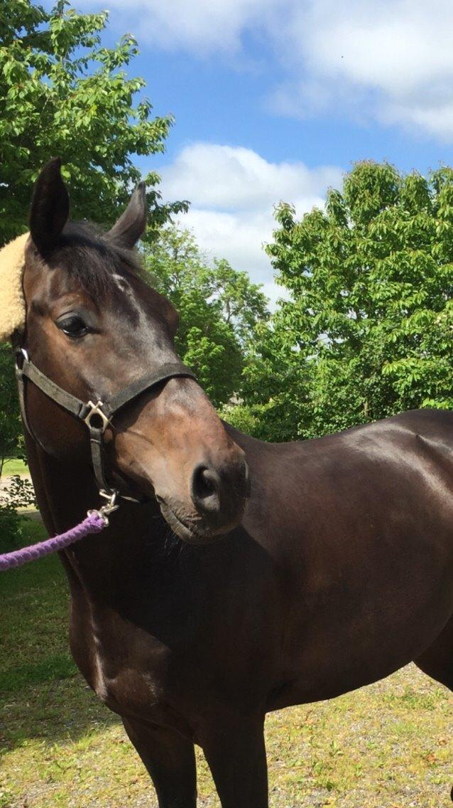 Holstener Chester billede 14