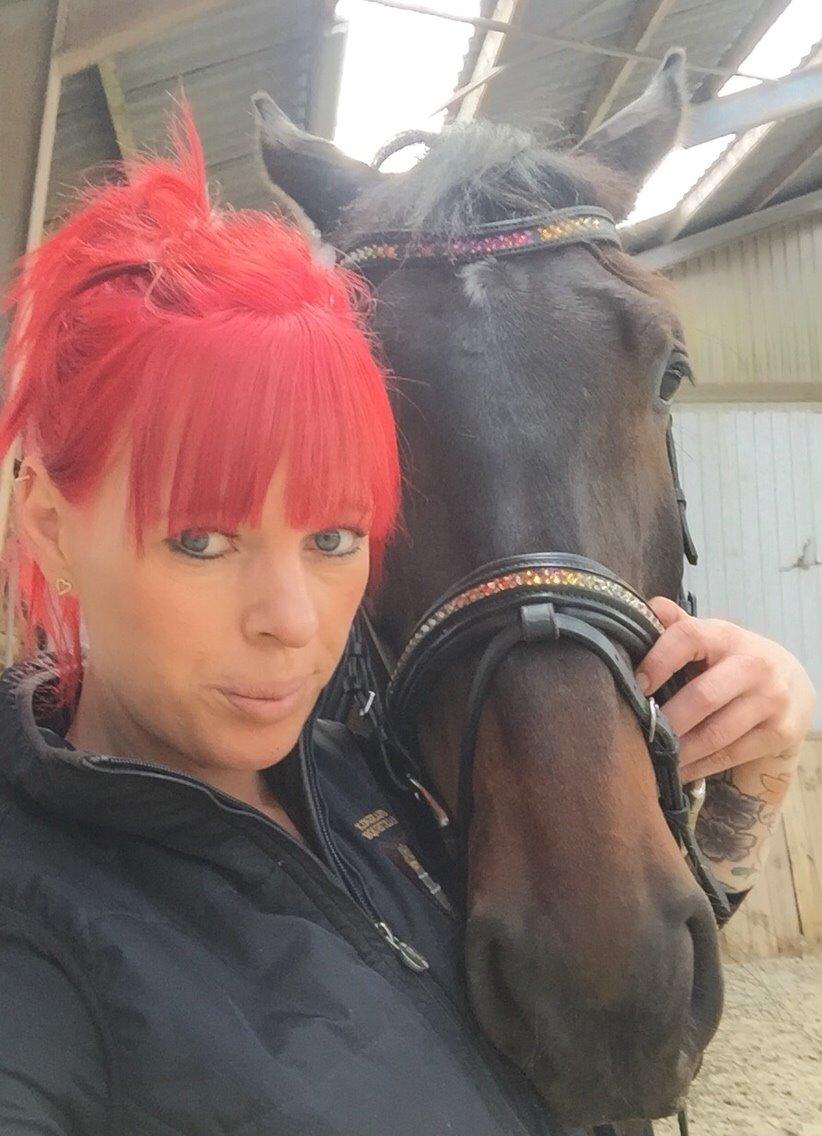 Holstener Chester billede 16