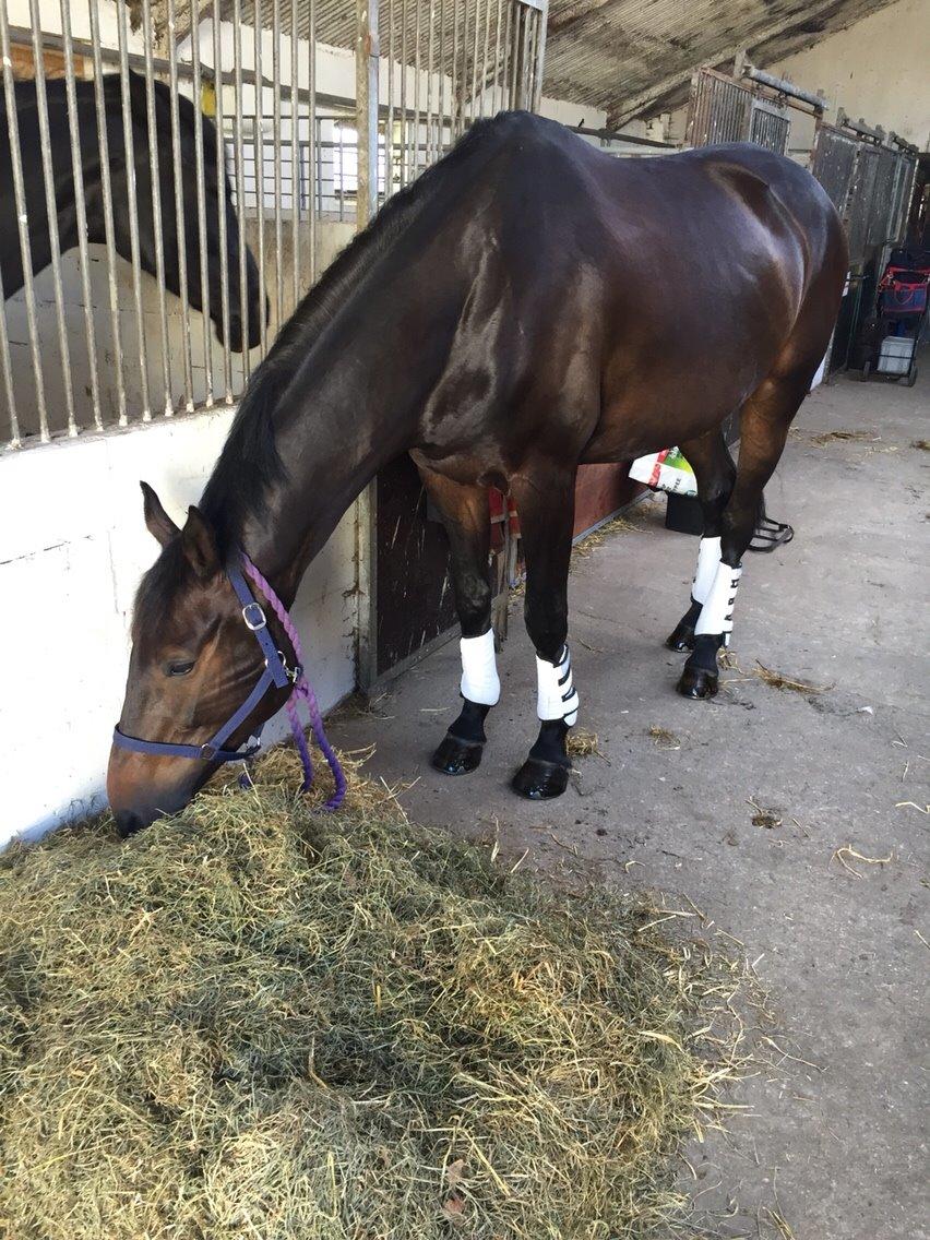 Holstener Chester billede 19