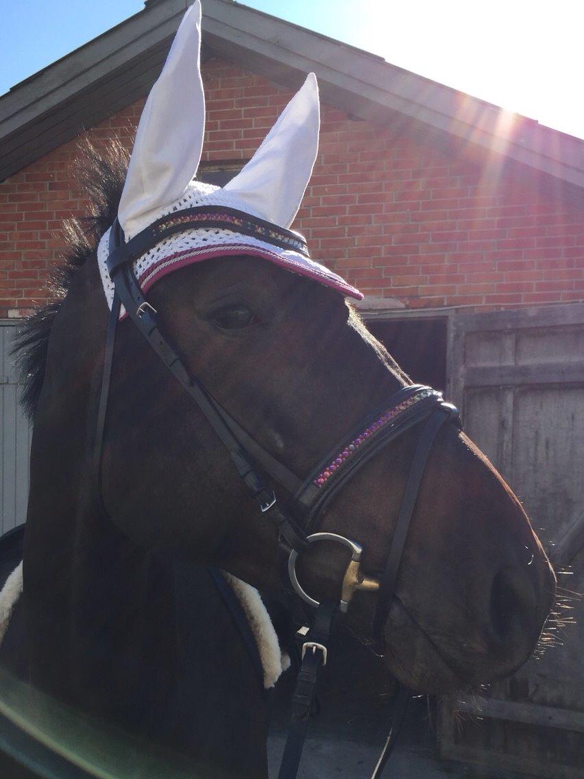 Holstener Chester billede 20