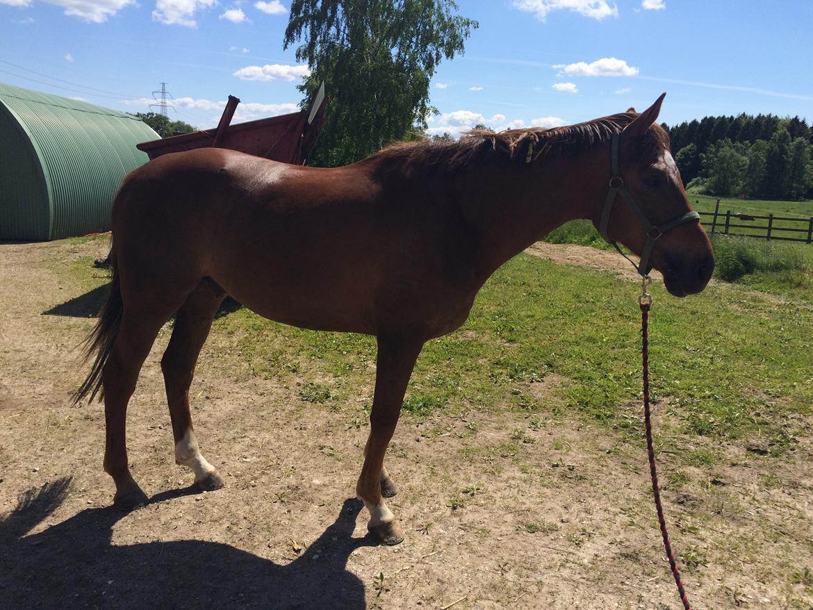 Dansk Varmblod Lunds Intermezzo - Juni 2015 billede 8