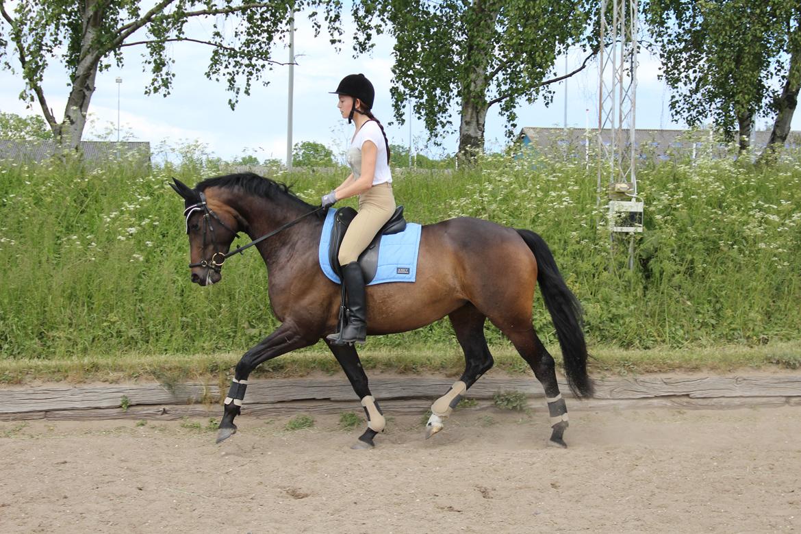 Dansk Varmblod Teaser - Smukke dulle, nu som ridehest, 4 år gammel, juni 2015 billede 19