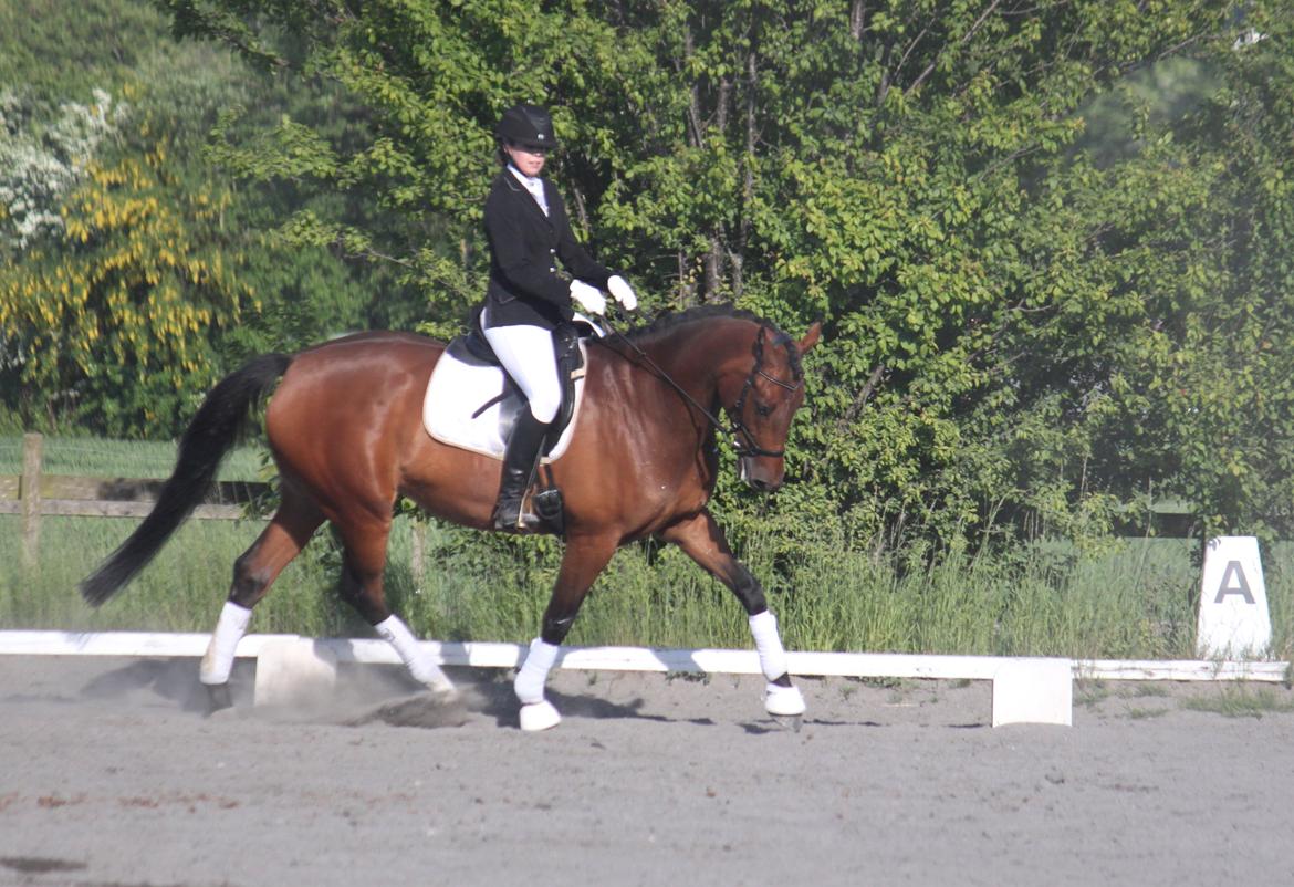 Dansk Varmblod Storbjergs Cassiopeia RDS - Cassiopeia på MMR. Vi vandt LA1 med 66,85% og red LA2 til 65,3%. Stjerne <3 D. 10-Jun-2015. billede 5