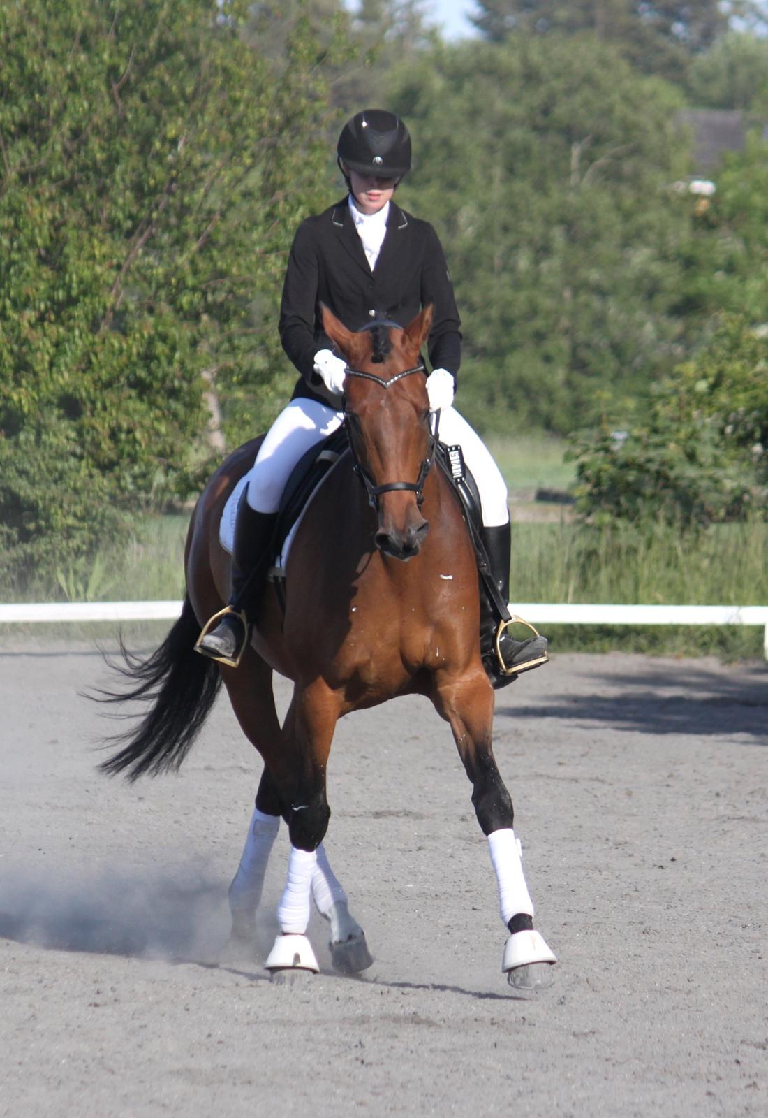 Dansk Varmblod Storbjergs Cassiopeia RDS - Cassio i LA2 på Maarum til 65,3% :) D. 10-Jun-2015 billede 6