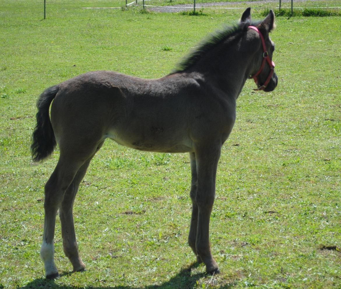 Oldenborg Østersvangs cornellie billede 10