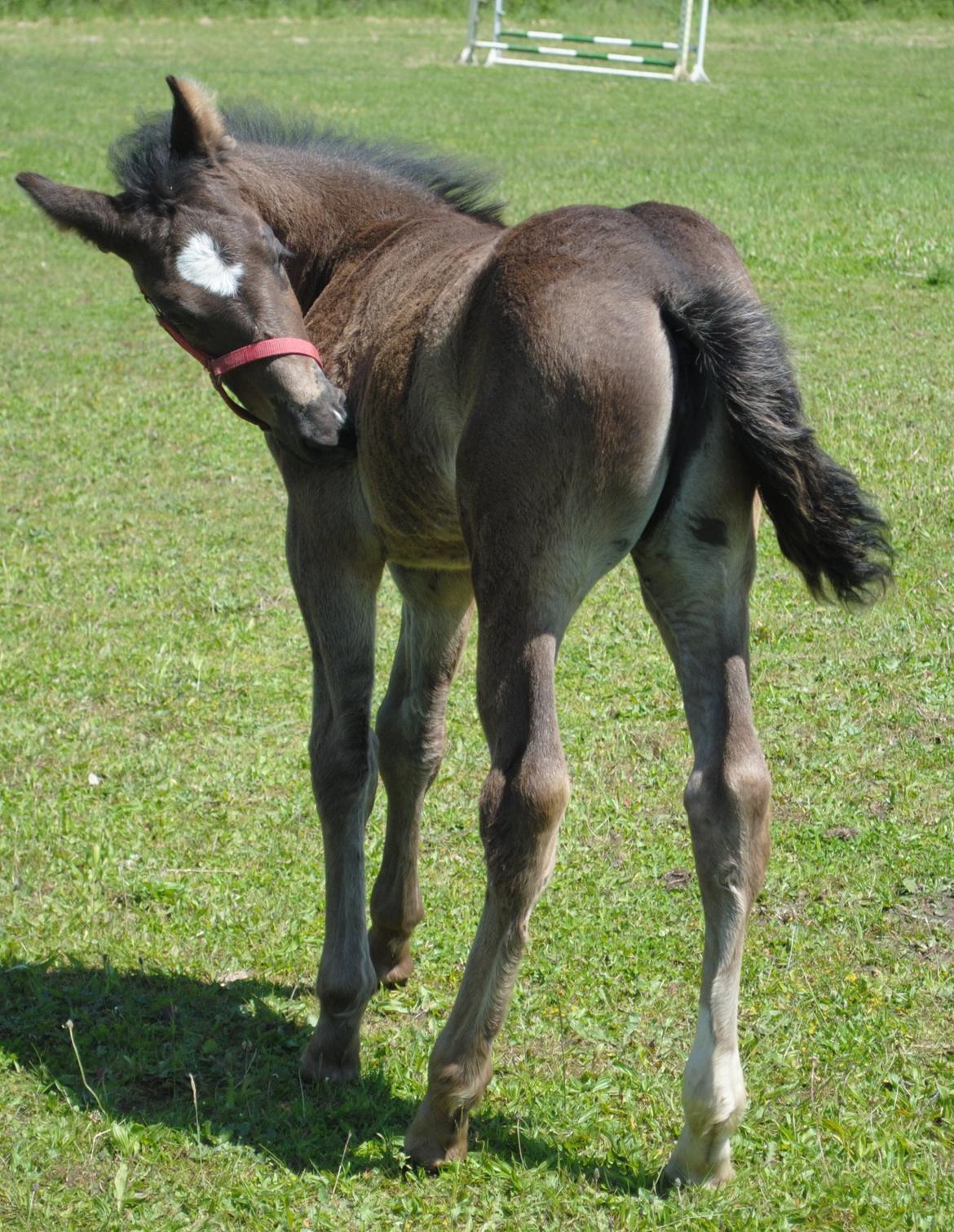 Oldenborg Østersvangs cornellie billede 7