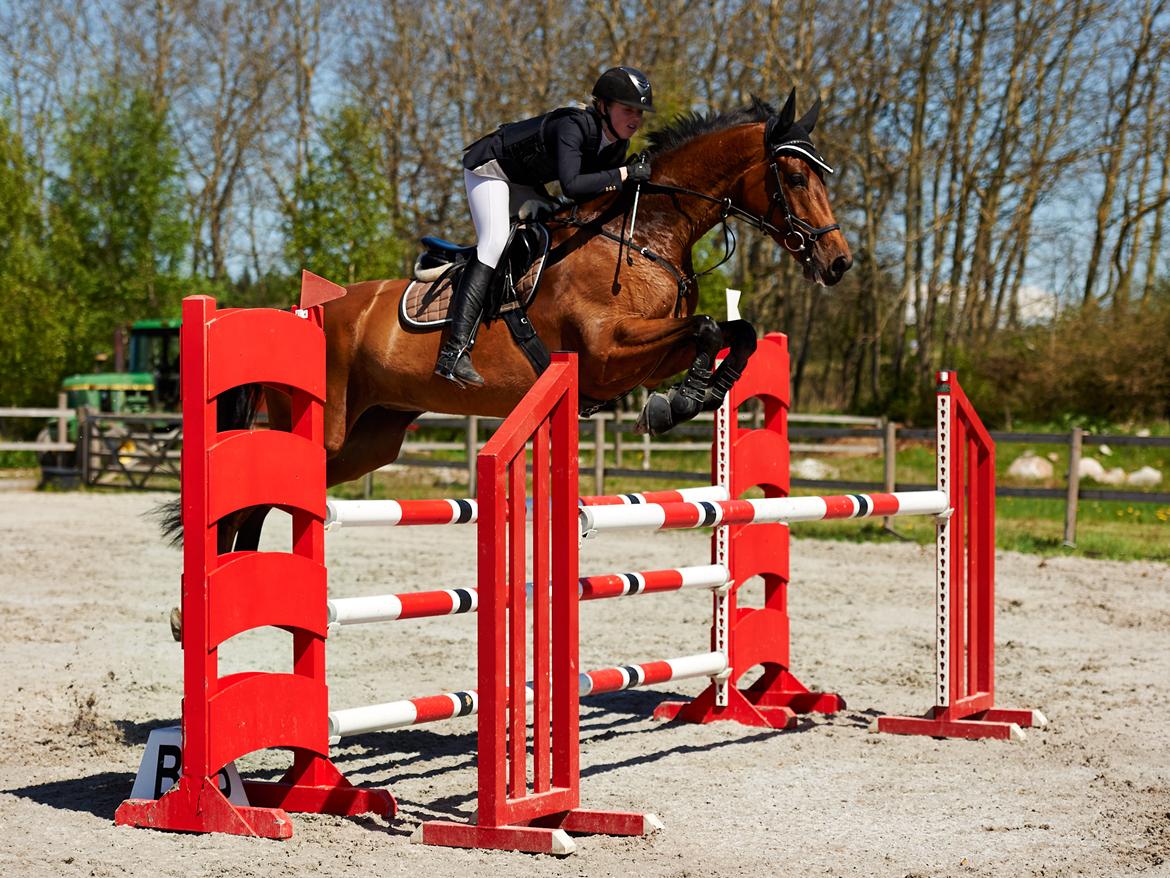 Dansk Varmblod Storbjergs Cassiopeia RDS - Louise & Cassio i LB** på CSC. D. 14-Maj-2015. Foto: Animal-Print billede 12