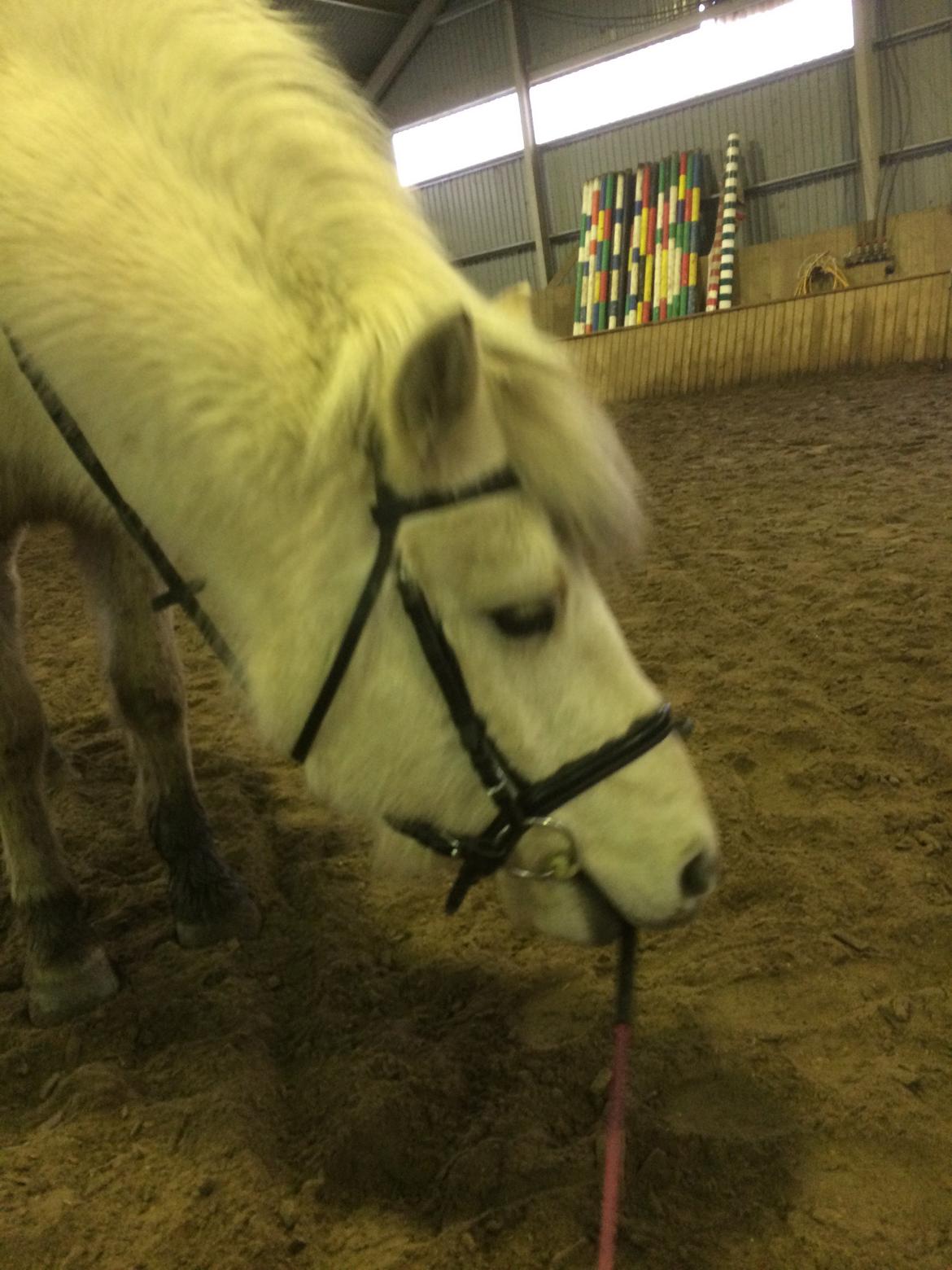 Fjordhest Bjørk Bindernæs (Følle) [Elevhest] billede 18