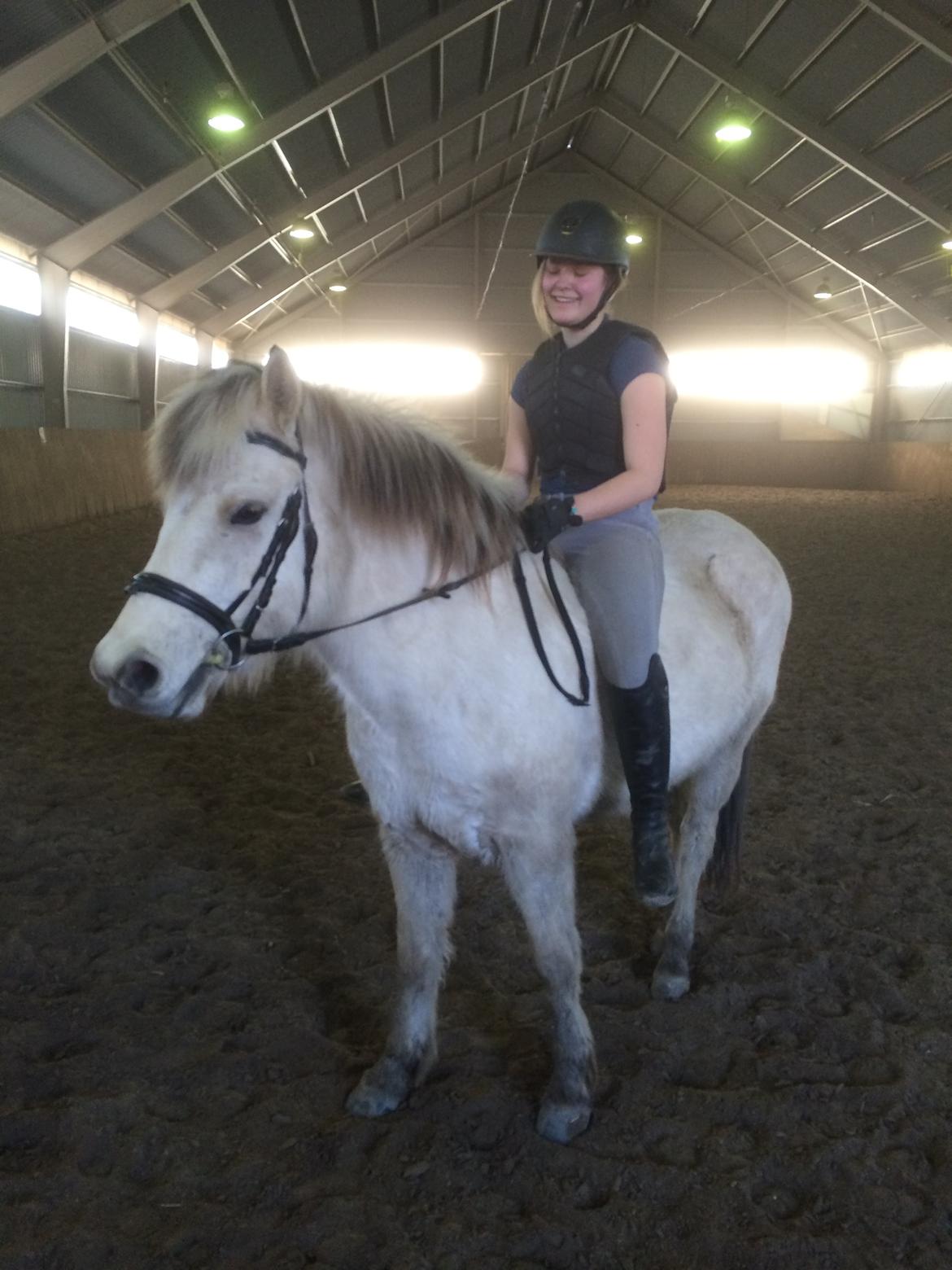 Fjordhest Bjørk Bindernæs (Følle) [Elevhest] billede 19