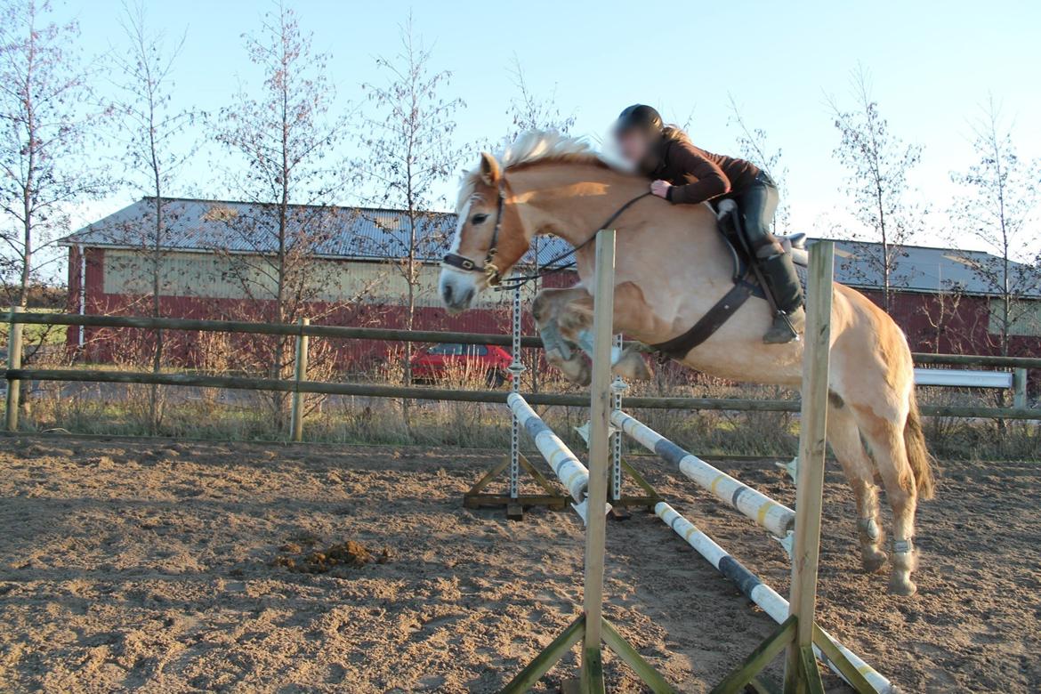 Tyroler Haflinger Stella - Damen kan godt lette fra jorden. Her springer vi 80 cm :)  billede 8