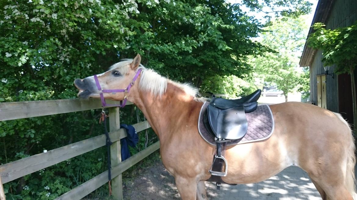 Tyroler Haflinger Stella - Så fik damen en nu sadel - og se hvor glad hun er! 10-06 2015 billede 5