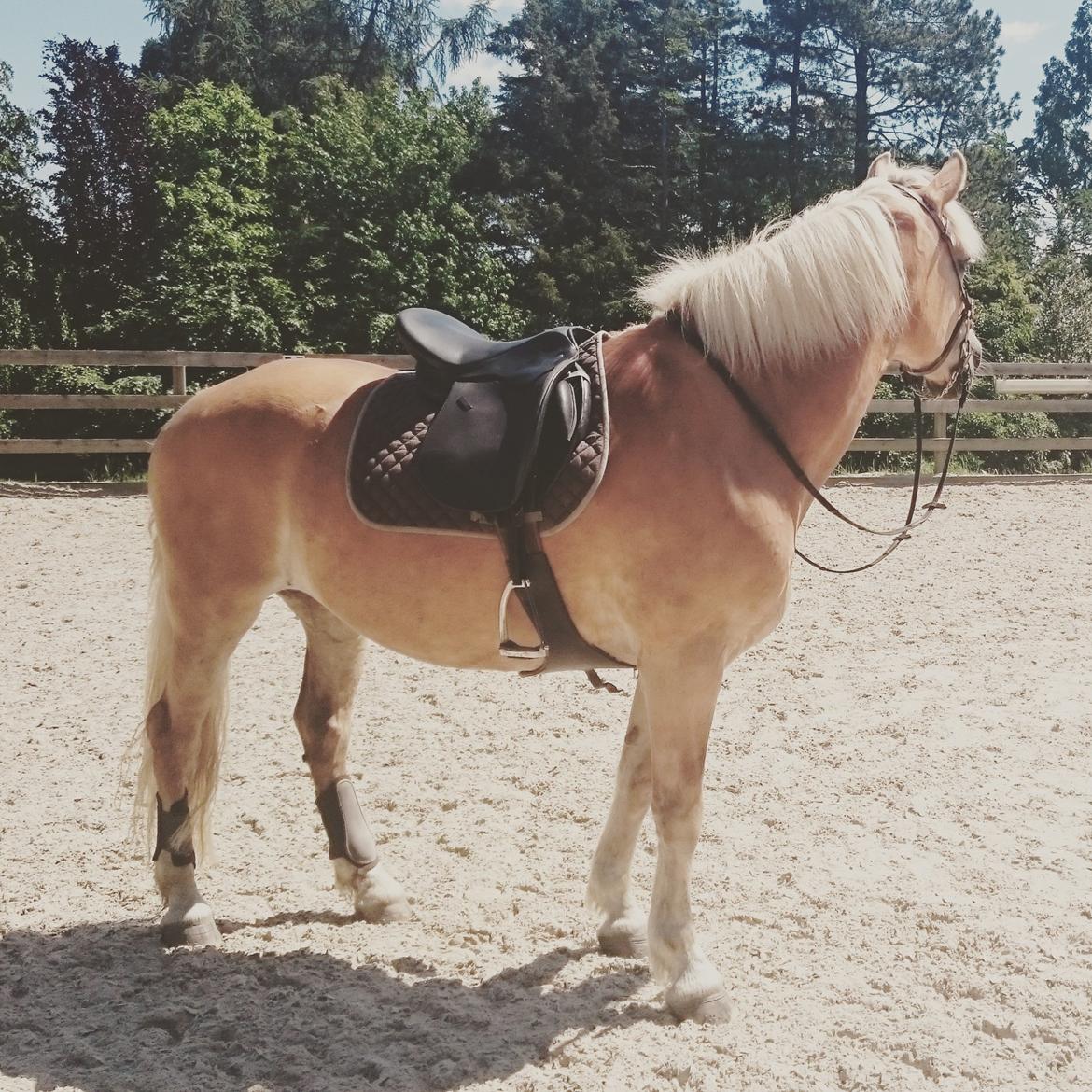 Tyroler Haflinger Stella - Ny sadel og Stella står model xD 10-06 2015 billede 6