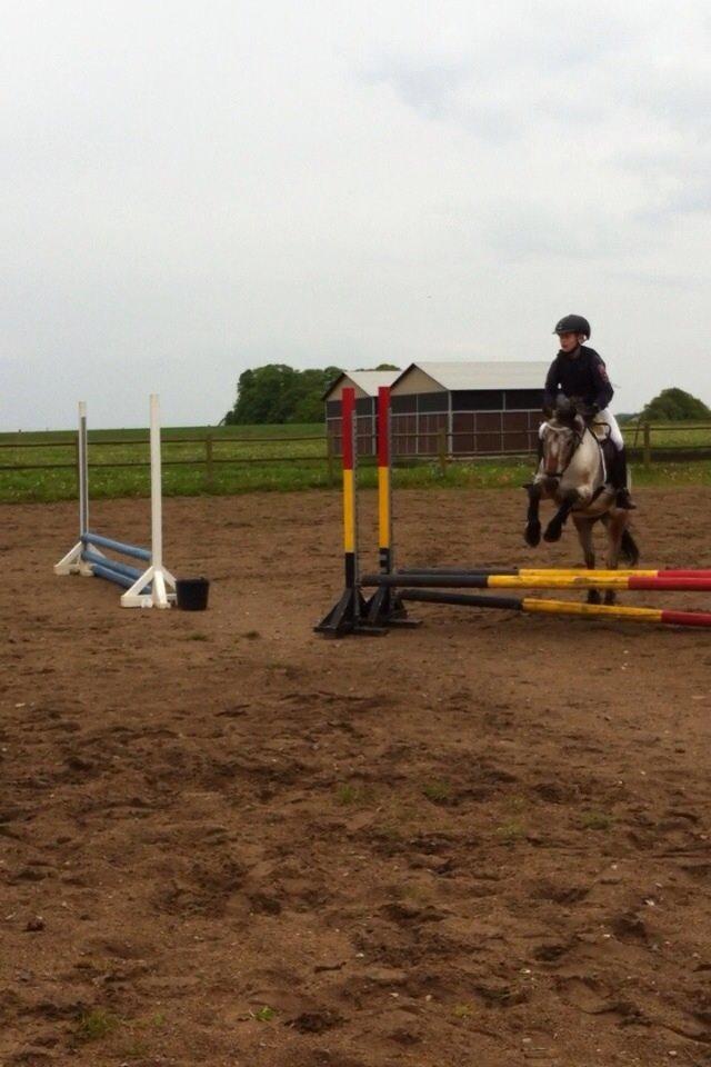Knabstrupper Tristan billede 4