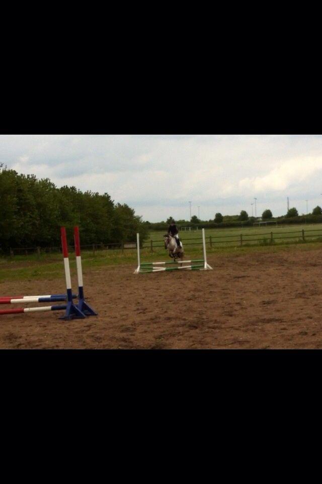 Knabstrupper Tristan billede 3