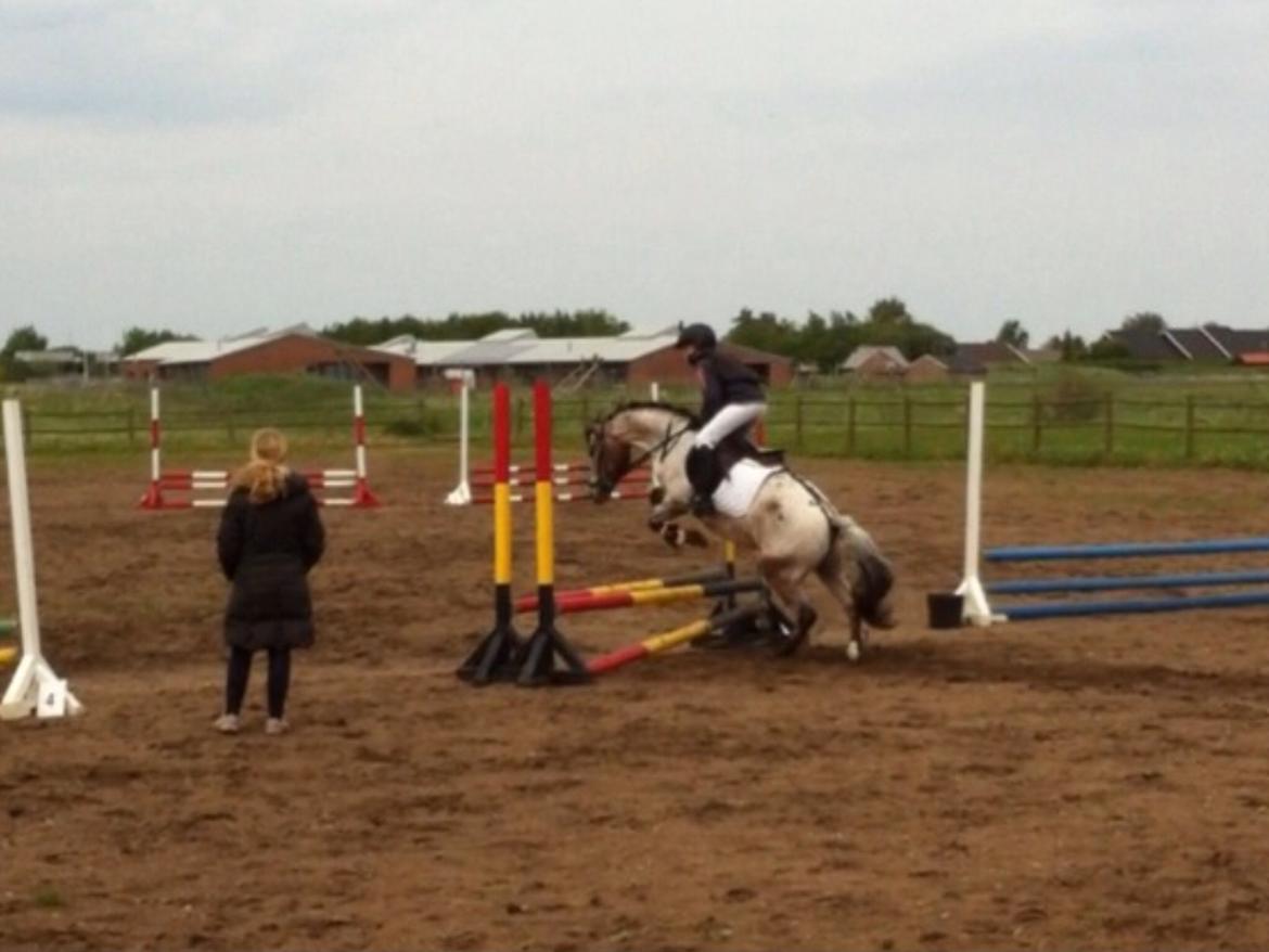 Knabstrupper Tristan billede 6