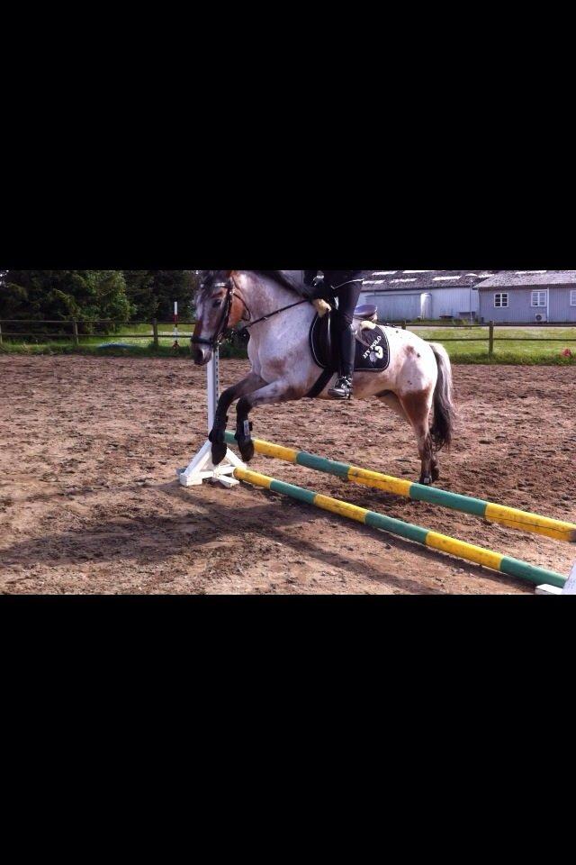 Knabstrupper Tristan billede 7