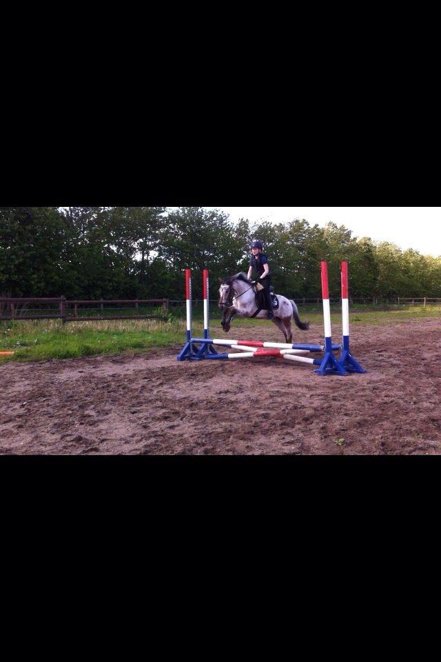 Knabstrupper Tristan billede 8