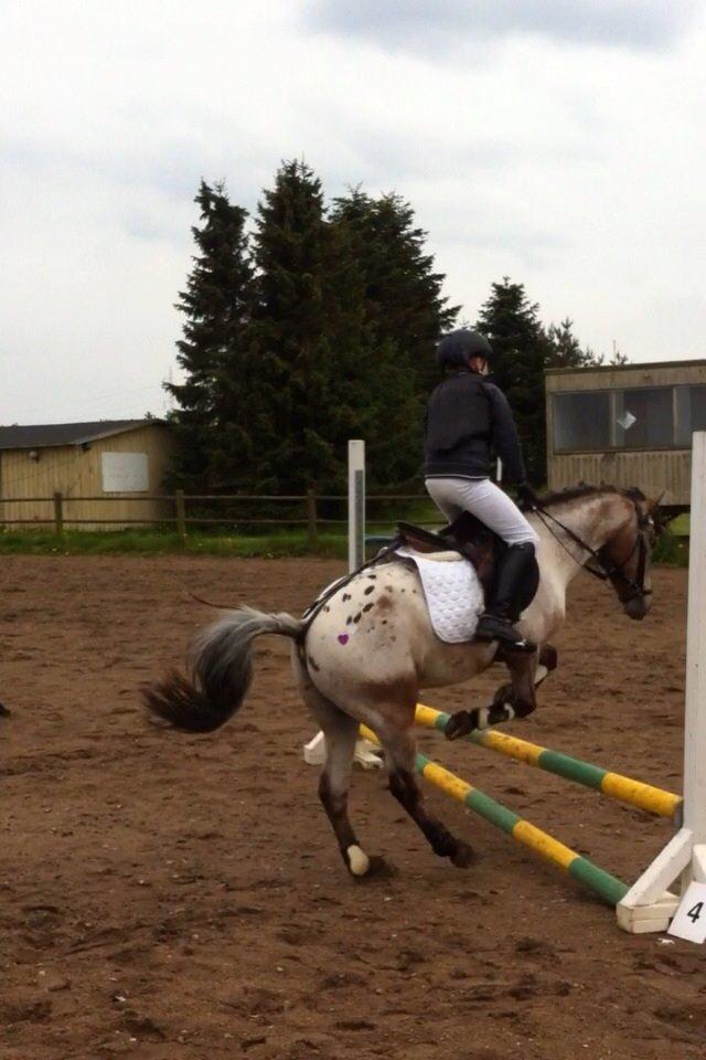 Knabstrupper Tristan billede 5