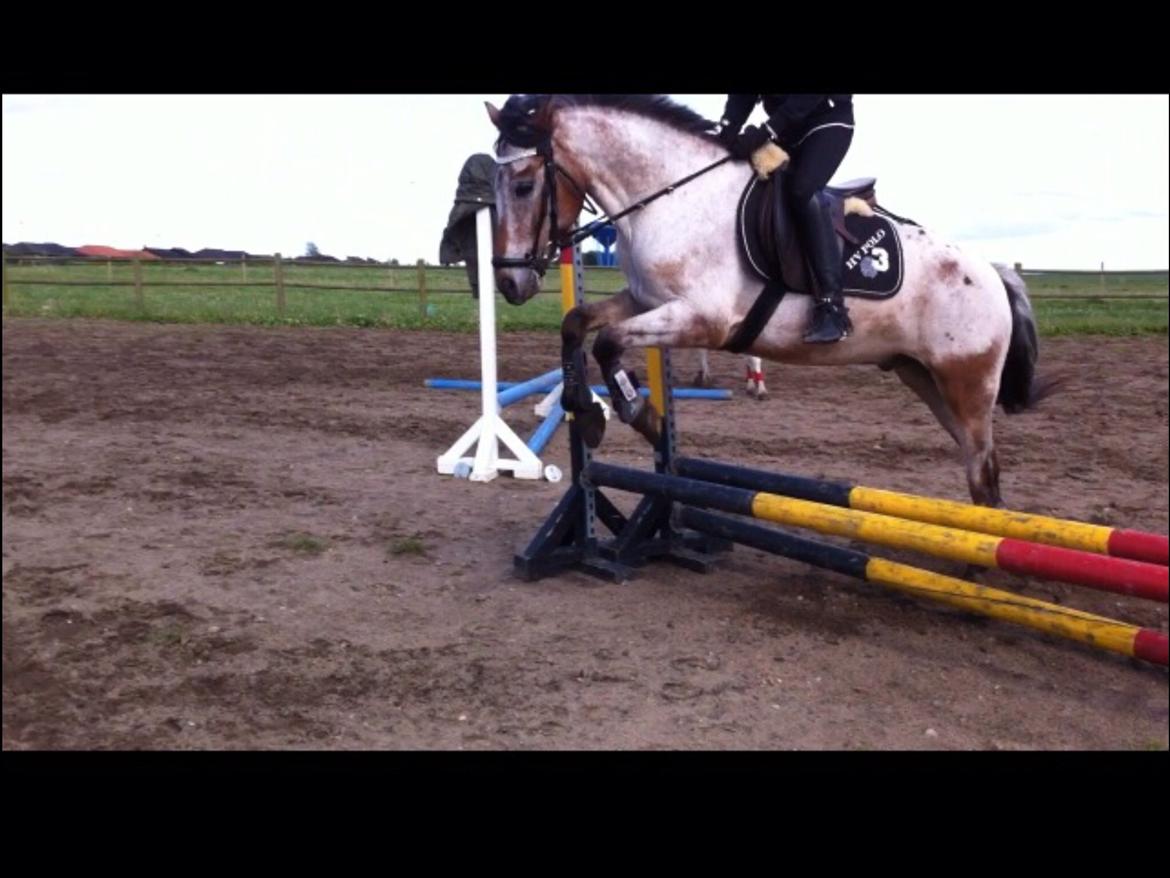 Knabstrupper Tristan billede 10