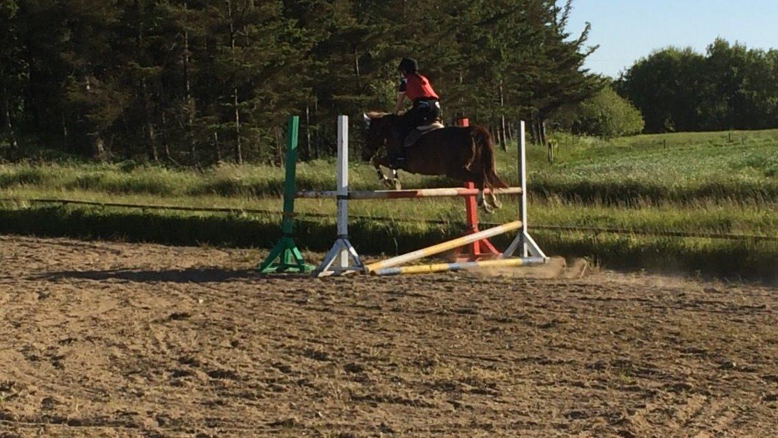 Anden særlig race Hanna Montana billede 7