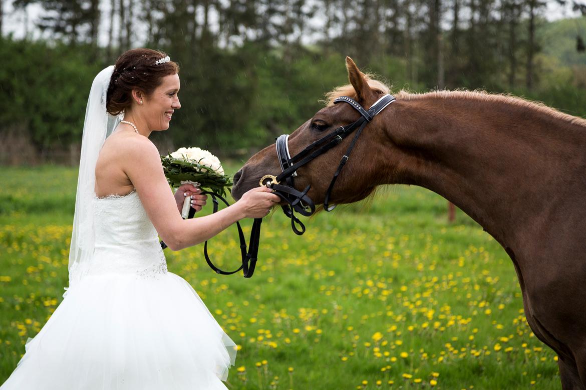 New Forest AH´s Golden Nemo billede 1
