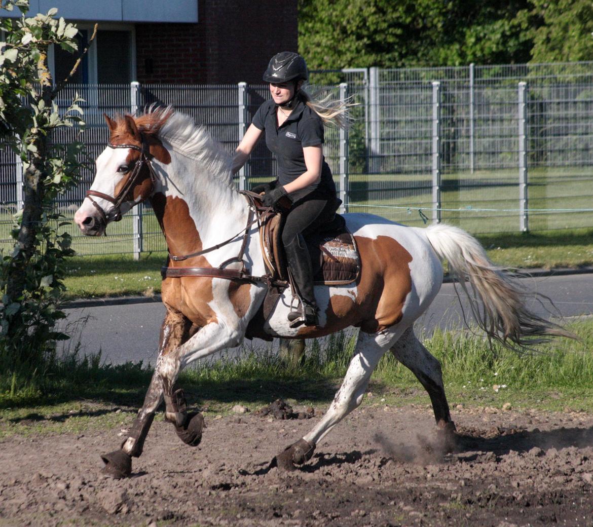 Pinto WHAT A SPOT - Solgt - D. 11/6-2015 - første gang uden tøjler  billede 27