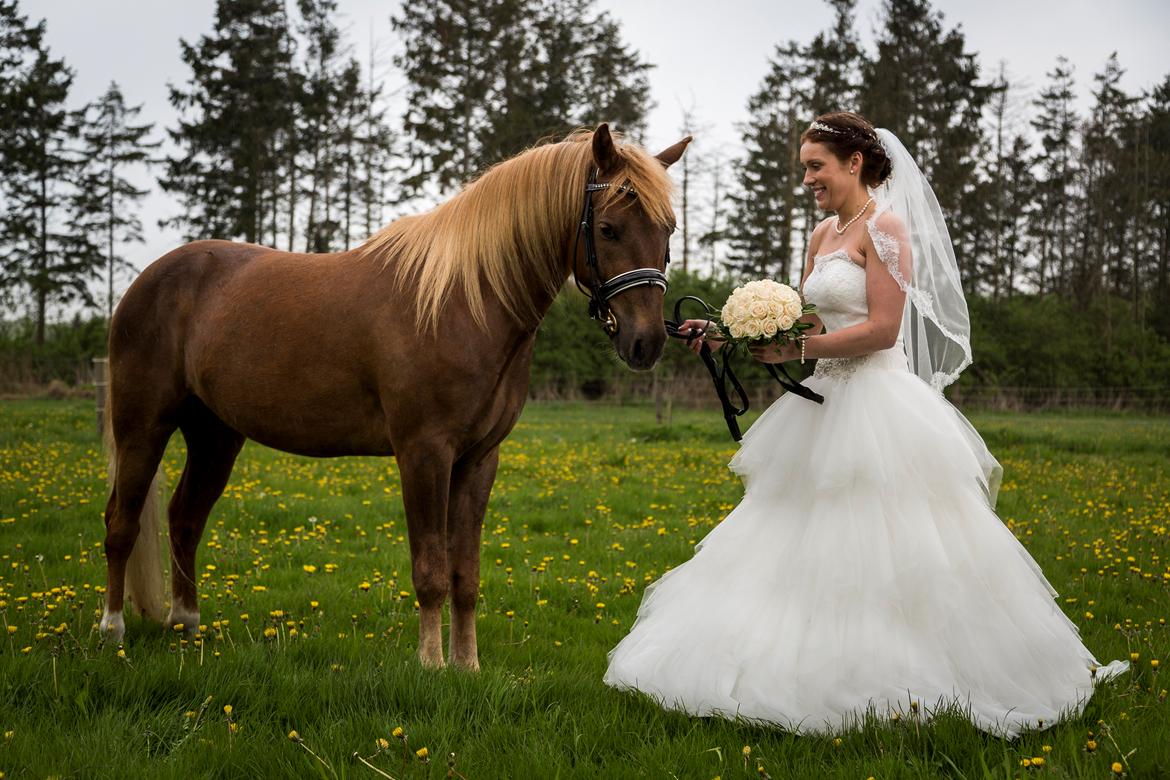 New Forest AH´s Golden Nemo billede 18