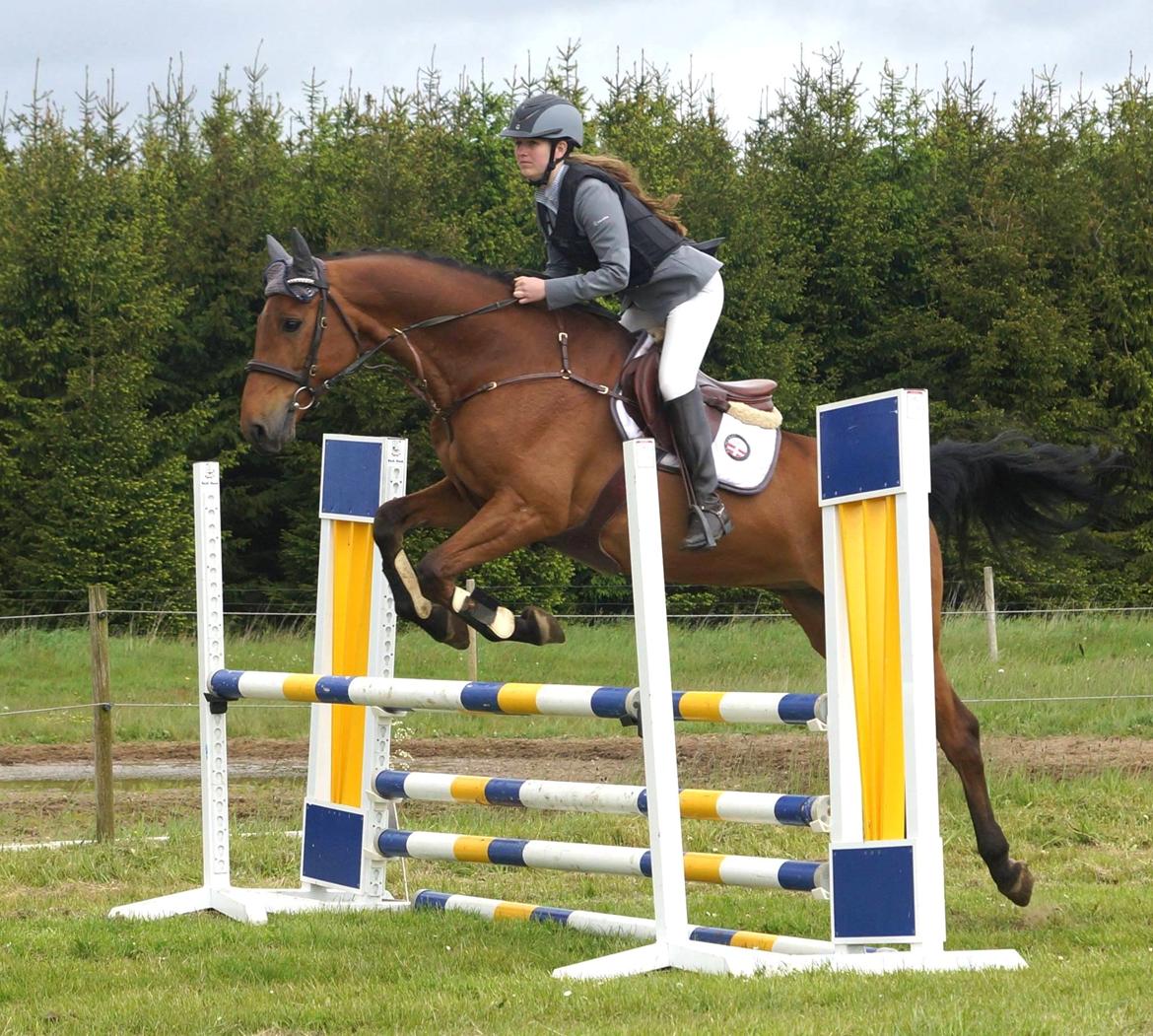 Dansk Varmblod Carneval G billede 9