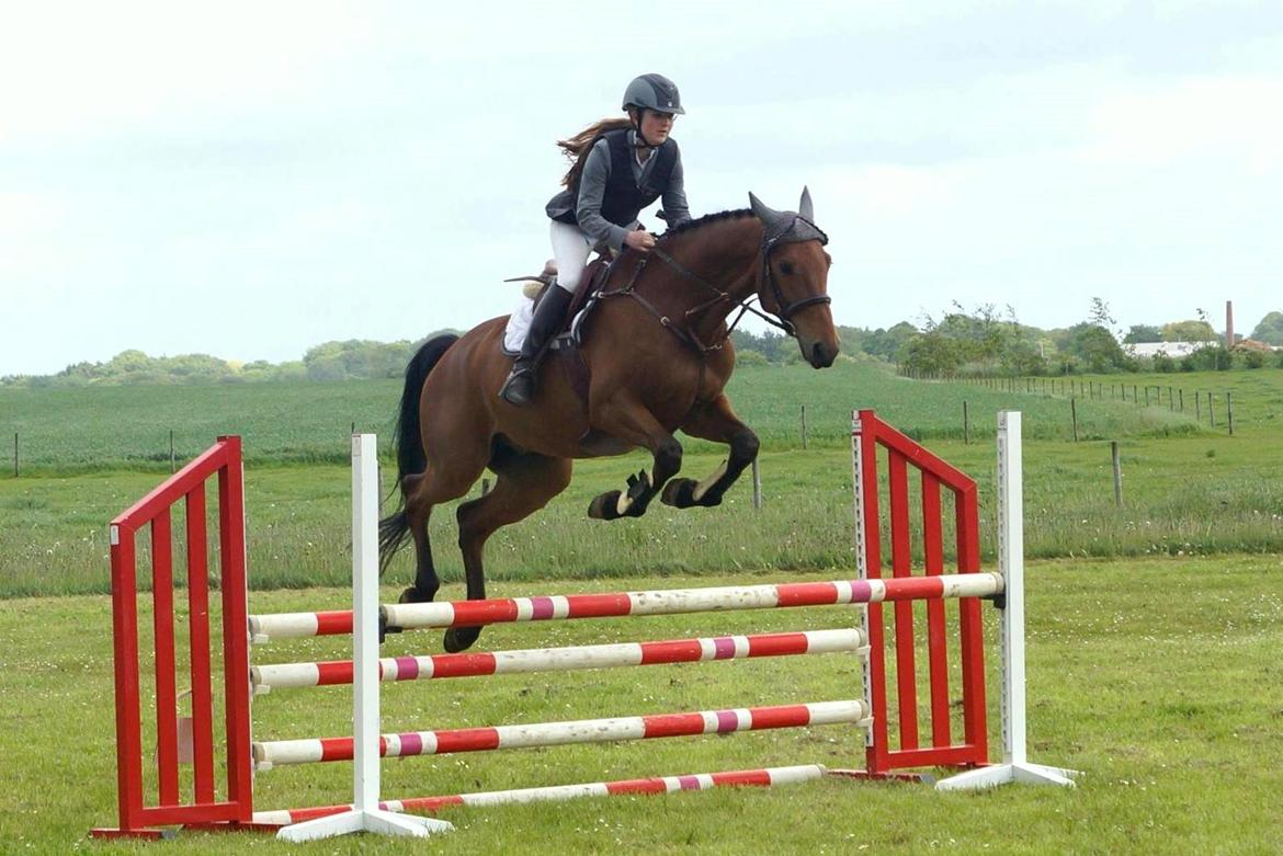 Dansk Varmblod Carneval G billede 3