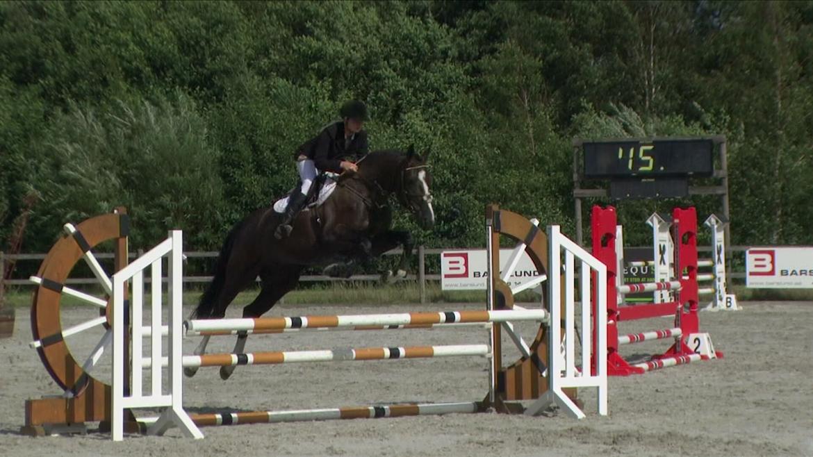 Dansk Varmblod Hair's Balouca - 4-års championat billede 14