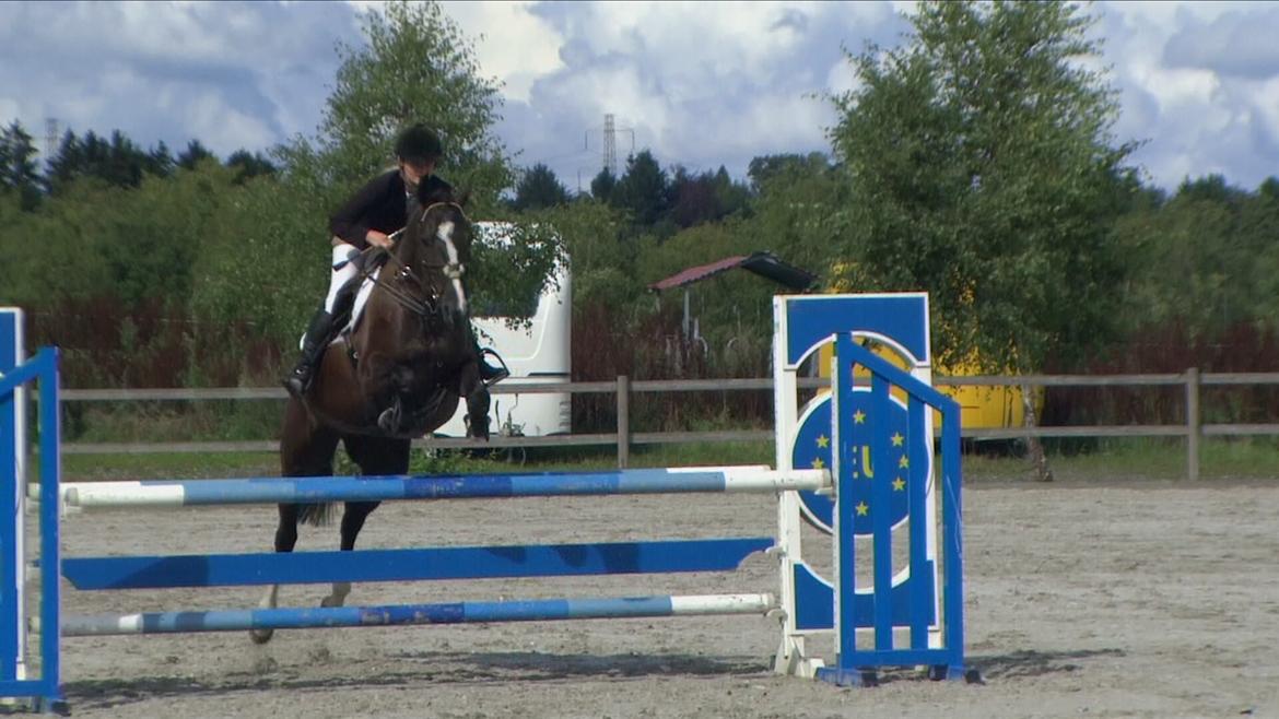 Dansk Varmblod Hair's Balouca - 4-års championat billede 15