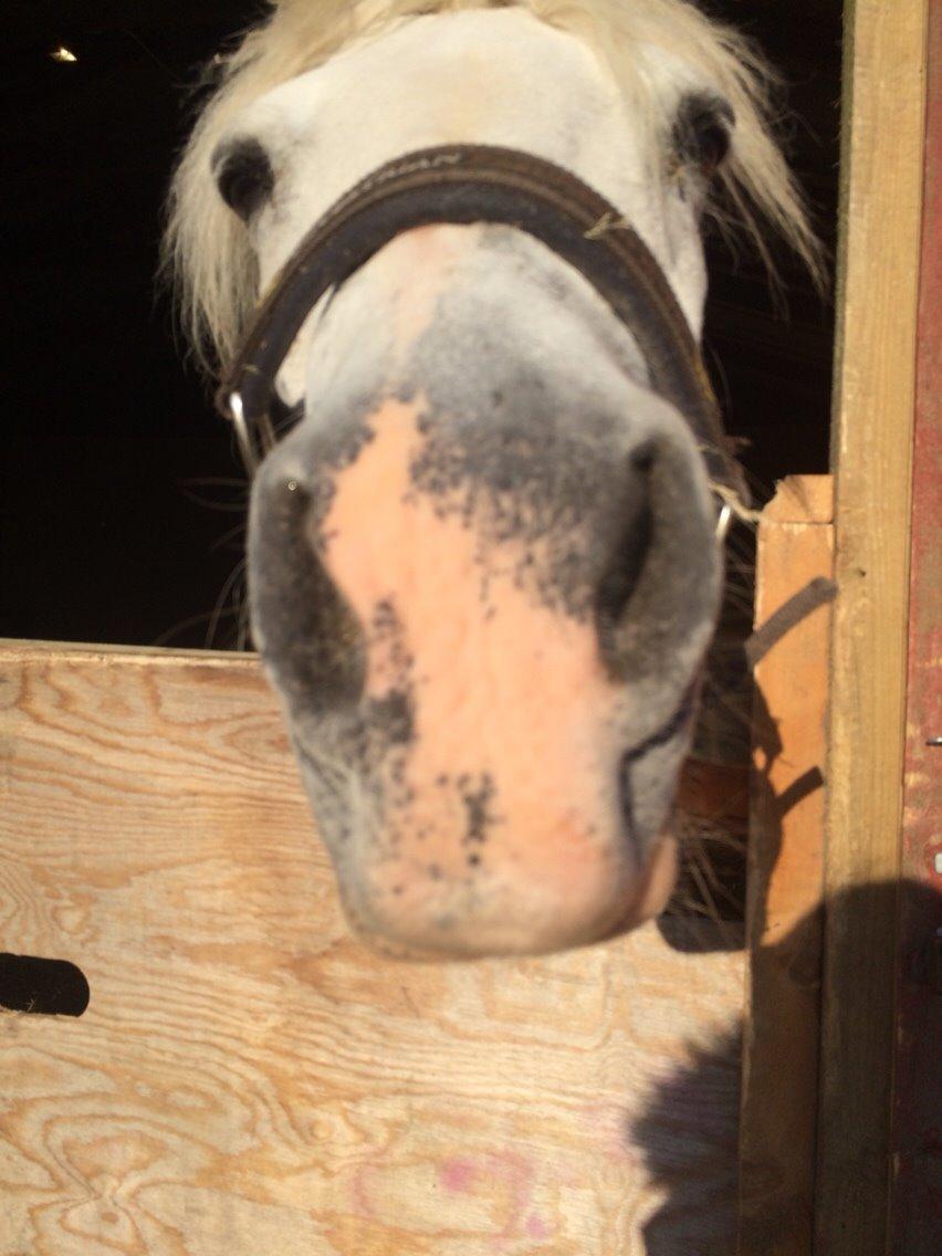 Connemara Veddinge merry mistress billede 13