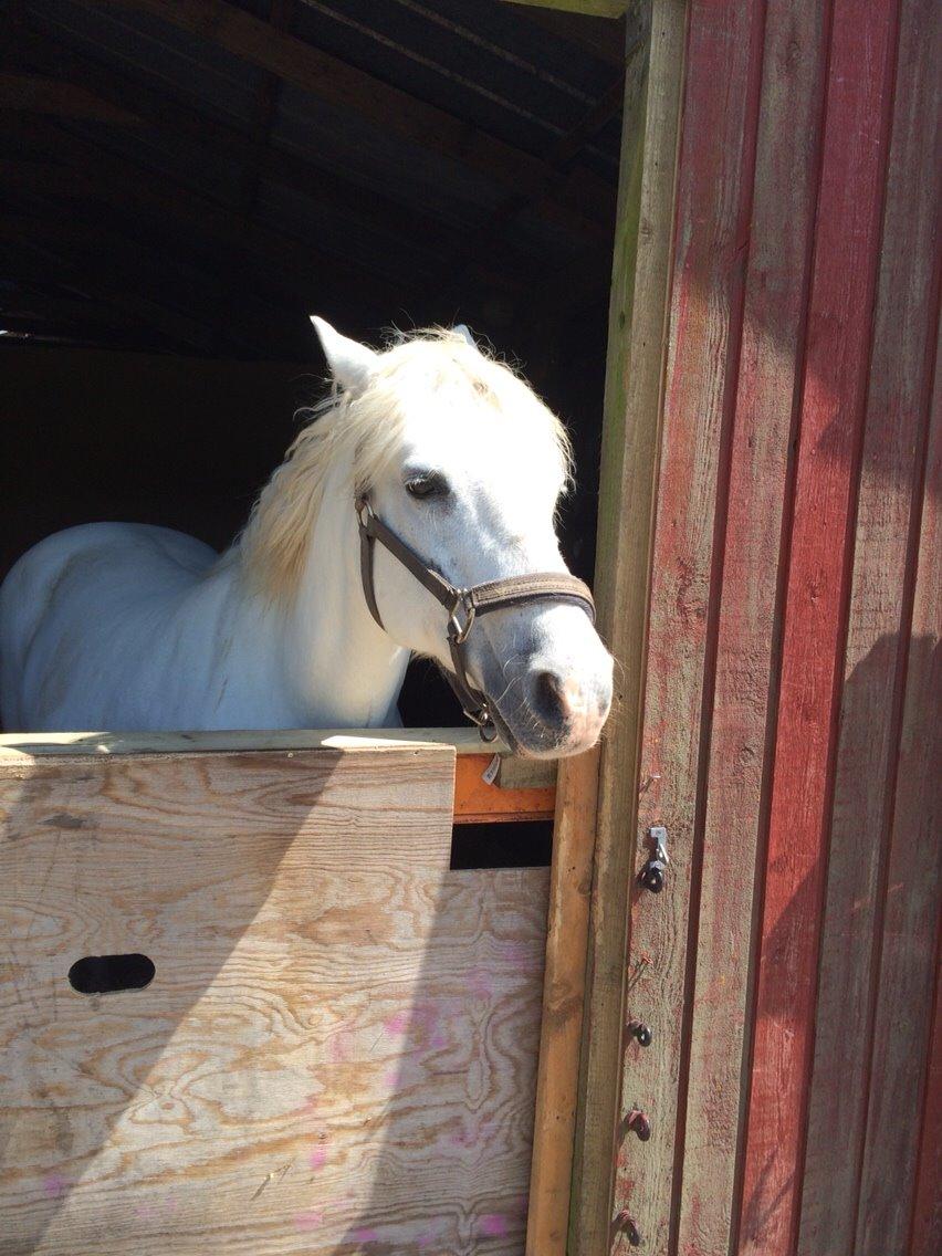 Connemara Veddinge merry mistress billede 14