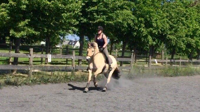 Fjordhest Højgårds Hilva billede 20